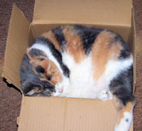 Cat in a box