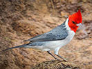 Red Crested
  Cardinal