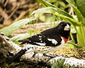 Rose-Breasted
  Grosbeak