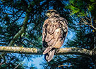 Immature Bald
  Eagle